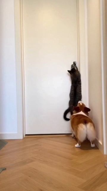 Кот и пес ломятся на кухню 😸🐶