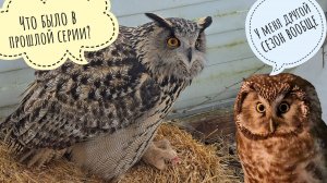 Сова Ёль примеряется к копанию ямки. Сыч Кроша думает, что я ей мультики про мышей показываю