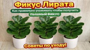 ФИКУС ЛИРАТА, правильная пересадка, уход и лучшие условия