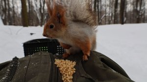 Белки. Синицы. И кормушки. Зарисовка