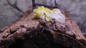 Пещерный сверчок. Сверчки. Экзотические насекомые. Московский зоопарк