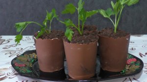 ЛАКОМСТВО В ВИДЕ ГОРШОЧЕК С ЦВЕТАМИ СДЕЛАЛ СВОИМИ РУКАМИ НА 8  МАРТА 💐