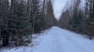 Прогулка вдоль реки в тайге