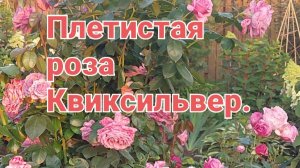 Обзор розы КВИКСИЛЬВЕР.