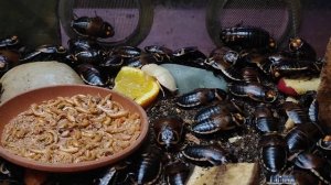 Таракан-автомобильчик. Аргентинский таракан. Таракан-архимандрит. Тараканы. Московский зоопарк