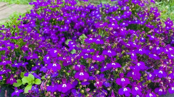 Букетный СПОСОБ ПОСЕВА ЛОБЕЛИИ!! Зачем сеем ЛОБЕЛИЮ на Снег?!