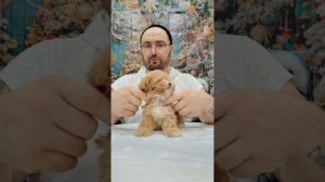 пушон это мама пудель папа Бишонфризе