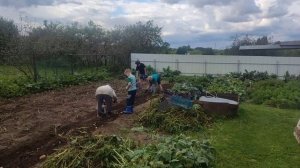 картошка 🥔🥔🥔