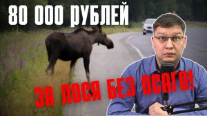 Водитель без ОСАГО заплатит 80 000 рублей за сбитого лося!