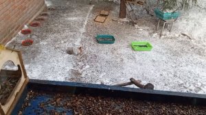 морковка замерзла у белок