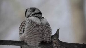 Ястребинная сова