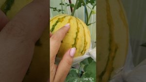 Арбузы в Сибири 30.07.2023 г.