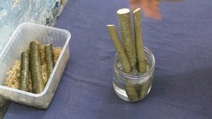 Ива  козья. Размножение черенками. Salix caprea.