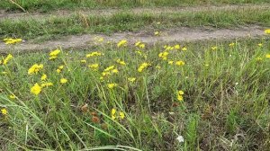 Луговые цветы. Ястребинка зонтичная