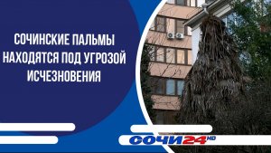 Сочинские пальмы находятся под угрозой исчезновения