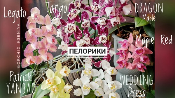Орхидеи пелоры и трилипсы: Legato, Maple red, Dragon maple, Wedding dress, Patrick yanbao, Tango 🥰