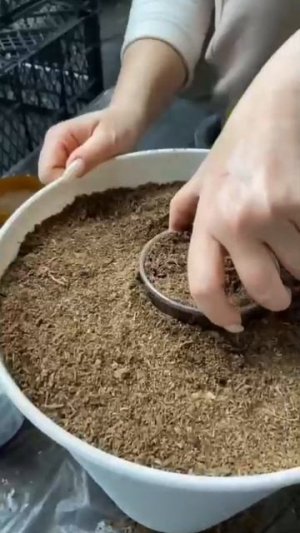 Сажаем петунию в кашпо