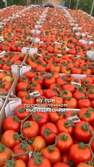 САМЫЕ УРОЖАЙНЫЕ ТОМАТЫ В МИРЕ