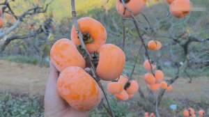 Сбор урожая хурмы в Китае