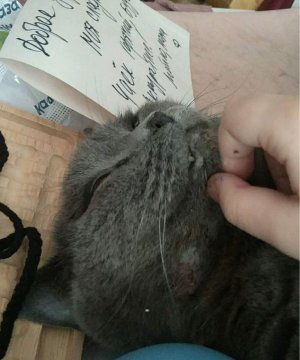 моя жизнь би лайк: