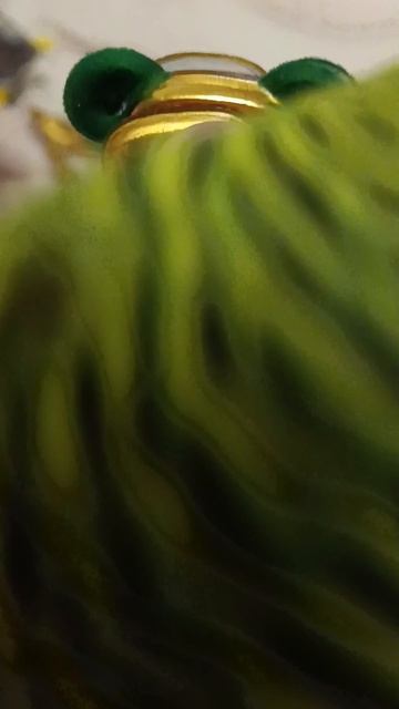 Выбор попугая Феди