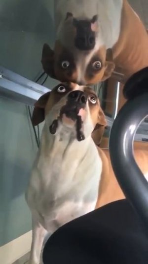 Собака под сталом