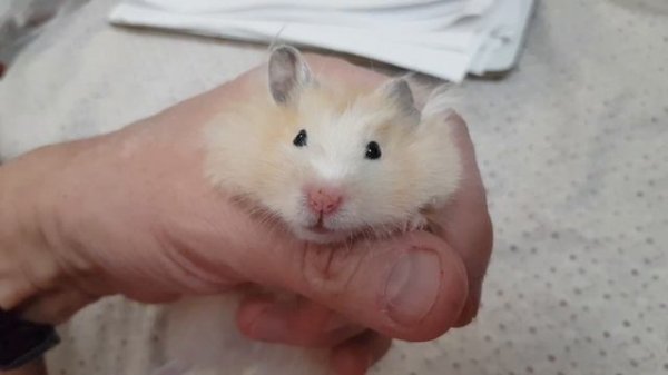 Серебристый хомячок Сирийский (music_ Bobby Cole Break Down My Door)