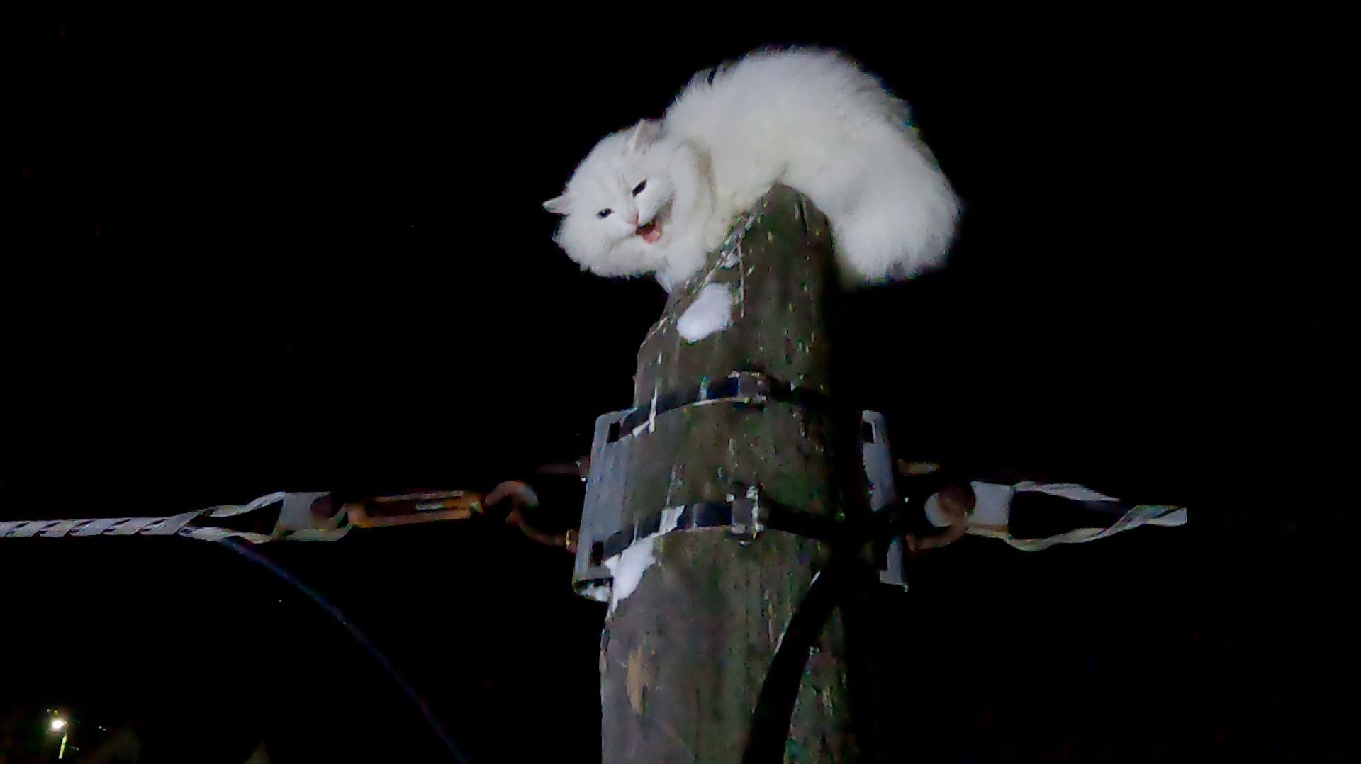 Мусик в Грановщине