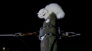 Мусик в Грановщине