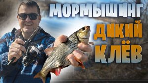 Бешеный клёв на спиннинг ГИГАНТСКОЙ краснопёрки и щуки в конце зимы.Мормышинг. #спиннинг #мормышинг