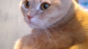 Зефирка идет на поправку. Познакомила вас с его доктором. Погода непогода.