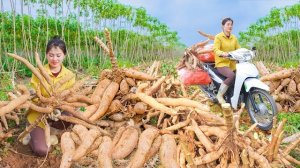 Сбор клубней маниоки для продажи. Покупаю декоративные растения. Нхат. Вьетнам