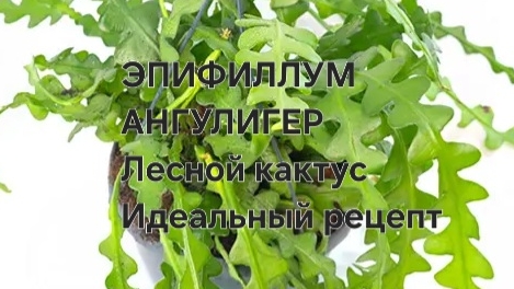 Эпифиллум АНГУЛИГЕР лесной кактусов посадка и уход смотреть онлайн
