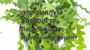 Эпифиллум АНГУЛИГЕР лесной кактусов посадка и  уход