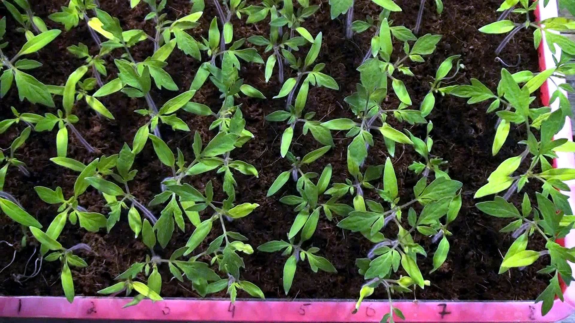 Лучшие ДНИ ПОСЕВА томатов на рассаду в 2026 году Как рассчитать? Посадочный календарь 2026 смотреть онлайн