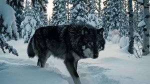 НЕ ТАК СТРАШЕН ВОЛКОСОБ, КАК ЕГО РОДИТЕЛИ