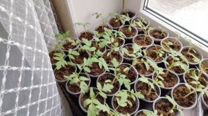 Рассада помидор, фиалочки.