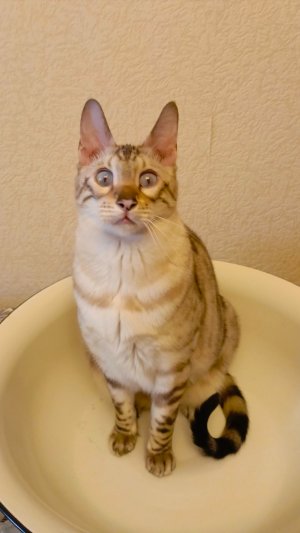 Бенгальский кот к купанию готов!