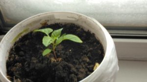 Помидор и перец.