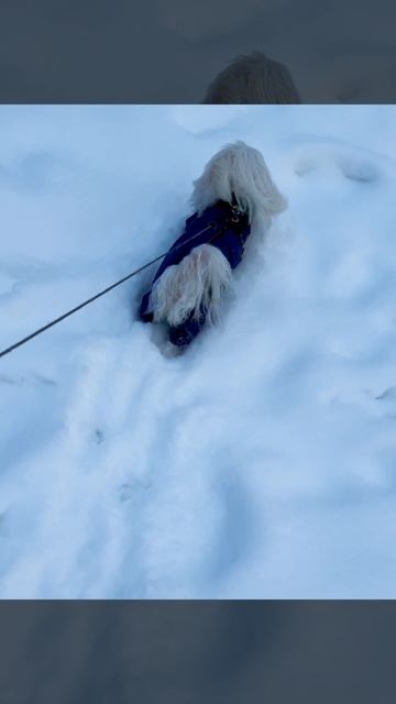 пробежка Фили