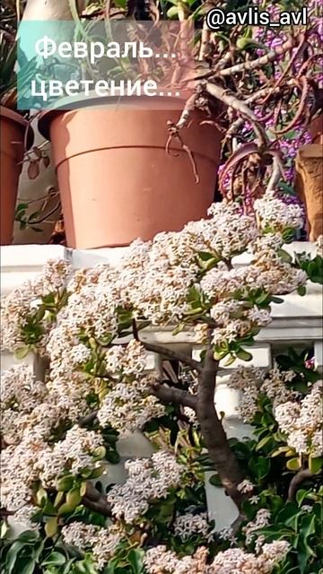 февраль...цветение... смотреть онлайн