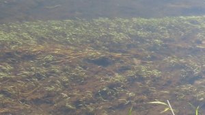 Обитатели Ижоры / 18 апреля 2025 /Утки