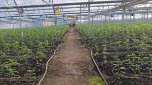 Зимняя высадка рассады томата с разницей в 20 дней.  Краснодарский край 2026г.