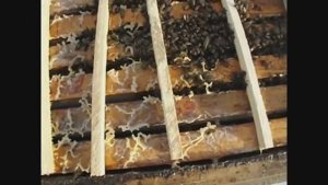 работа в феврале, семья пчел с магазином меда на гнезде, готовлюсь к потеплению ( видео из архива )