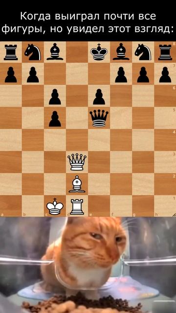 Шахматный мем. Ход белых смотреть онлайн