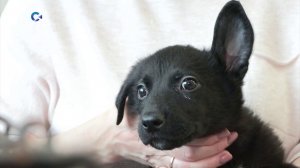 Первый петрозаводский общественный приют для животных ищет новые семьи для четверых щенков