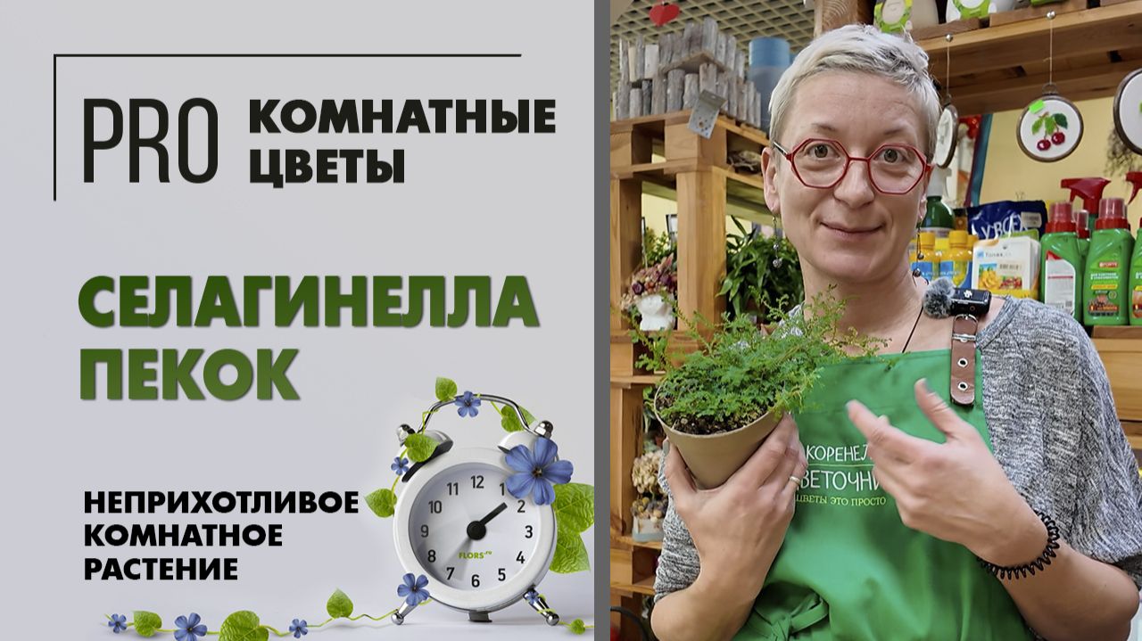 Селагинелла Пекок — неприхотливое почвопокровное комнатное растение. Уход, полив, пересадка.