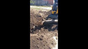 Такая вот черешня