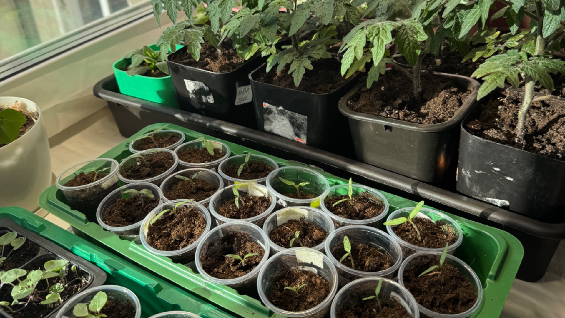 Рассада 20 февраля. Замочила семена сладкого перца смотреть онлайн