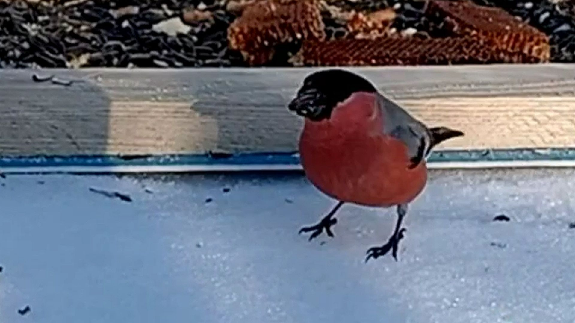 Дикие птицы на моей кормушке